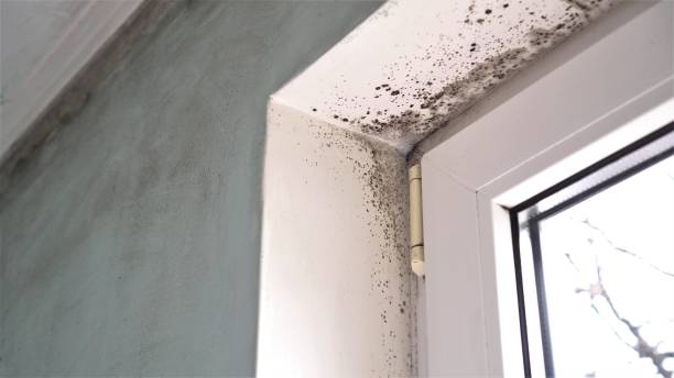 Best Mold Damage Restoration  in Key Largo, FL